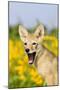 Coyote (Canis latrans) two-month old pup, yawning, close-up of head, USA-S & D & K Maslowski-Mounted Photographic Print