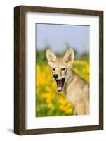 Coyote (Canis latrans) two-month old pup, yawning, close-up of head, USA-S & D & K Maslowski-Framed Photographic Print