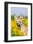 Coyote (Canis latrans) two-month old pup, yawning, close-up of head, USA-S & D & K Maslowski-Framed Photographic Print