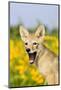 Coyote (Canis latrans) two-month old pup, yawning, close-up of head, USA-S & D & K Maslowski-Mounted Photographic Print