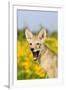 Coyote (Canis latrans) two-month old pup, yawning, close-up of head, USA-S & D & K Maslowski-Framed Photographic Print