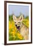 Coyote (Canis latrans) two-month old pup, yawning, close-up of head, USA-S & D & K Maslowski-Framed Photographic Print