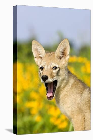 Coyote (Canis latrans) two-month old pup, yawning, close-up of head, USA-S & D & K Maslowski-Stretched Canvas