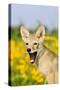 Coyote (Canis latrans) two-month old pup, yawning, close-up of head, USA-S & D & K Maslowski-Stretched Canvas