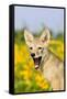 Coyote (Canis latrans) two-month old pup, yawning, close-up of head, USA-S & D & K Maslowski-Framed Stretched Canvas