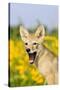 Coyote (Canis latrans) two-month old pup, yawning, close-up of head, USA-S & D & K Maslowski-Stretched Canvas