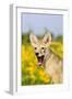 Coyote (Canis latrans) two-month old pup, yawning, close-up of head, USA-S & D & K Maslowski-Framed Premium Photographic Print