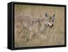 Coyote (Canis Latrans), Waterton Lakes National Park, Alberta, Canada, North America-null-Framed Stretched Canvas