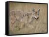 Coyote (Canis Latrans), Waterton Lakes National Park, Alberta, Canada, North America-null-Framed Stretched Canvas