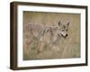 Coyote (Canis Latrans), Waterton Lakes National Park, Alberta, Canada, North America-null-Framed Photographic Print