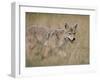 Coyote (Canis Latrans), Waterton Lakes National Park, Alberta, Canada, North America-null-Framed Photographic Print