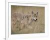 Coyote (Canis Latrans), Waterton Lakes National Park, Alberta, Canada, North America-null-Framed Photographic Print