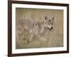 Coyote (Canis Latrans), Waterton Lakes National Park, Alberta, Canada, North America-null-Framed Photographic Print