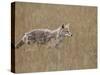Coyote (Canis Latrans), Waterton Lakes National Park, Alberta, Canada, North America-James Hager-Stretched Canvas