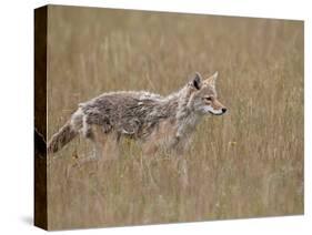 Coyote (Canis Latrans), Waterton Lakes National Park, Alberta, Canada, North America-James Hager-Stretched Canvas