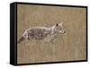 Coyote (Canis Latrans), Waterton Lakes National Park, Alberta, Canada, North America-James Hager-Framed Stretched Canvas