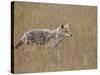 Coyote (Canis Latrans), Waterton Lakes National Park, Alberta, Canada, North America-James Hager-Stretched Canvas