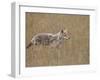 Coyote (Canis Latrans), Waterton Lakes National Park, Alberta, Canada, North America-James Hager-Framed Photographic Print