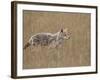 Coyote (Canis Latrans), Waterton Lakes National Park, Alberta, Canada, North America-James Hager-Framed Photographic Print