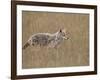 Coyote (Canis Latrans), Waterton Lakes National Park, Alberta, Canada, North America-James Hager-Framed Photographic Print