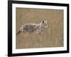 Coyote (Canis Latrans), Waterton Lakes National Park, Alberta, Canada, North America-James Hager-Framed Photographic Print
