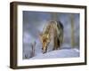 Coyote (Canis Latrans), Weighing 30-40 Lbs, Less Than Half the Weight of a Wolf, Wyoming, USA-Louise Murray-Framed Photographic Print