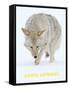 Coyote (Canis Latrans)-null-Framed Stretched Canvas
