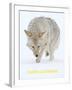 Coyote (Canis Latrans)-null-Framed Art Print