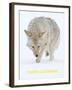 Coyote (Canis Latrans)-null-Framed Art Print