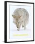 Coyote (Canis Latrans)-null-Framed Art Print