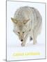 Coyote (Canis Latrans)-null-Mounted Art Print