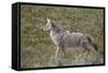 Coyote (Canis Latrans)-James Hager-Framed Stretched Canvas