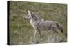 Coyote (Canis Latrans)-James Hager-Stretched Canvas