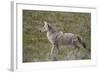 Coyote (Canis Latrans)-James Hager-Framed Photographic Print