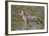 Coyote (Canis Latrans)-James Hager-Framed Photographic Print