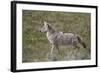 Coyote (Canis Latrans)-James Hager-Framed Photographic Print