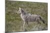 Coyote (Canis Latrans)-James Hager-Mounted Photographic Print