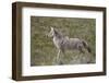 Coyote (Canis Latrans)-James Hager-Framed Photographic Print