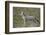 Coyote (Canis Latrans)-James Hager-Framed Photographic Print