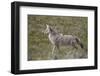 Coyote (Canis Latrans)-James Hager-Framed Photographic Print