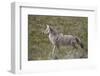 Coyote (Canis Latrans)-James Hager-Framed Photographic Print