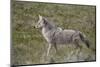 Coyote (Canis Latrans)-James Hager-Mounted Photographic Print