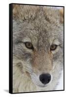 Coyote close-up-Ken Archer-Framed Stretched Canvas