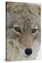 Coyote close-up-Ken Archer-Stretched Canvas