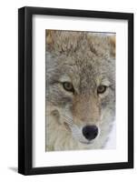 Coyote close-up-Ken Archer-Framed Photographic Print