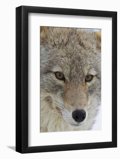 Coyote close-up-Ken Archer-Framed Photographic Print