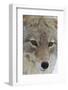 Coyote close-up-Ken Archer-Framed Photographic Print