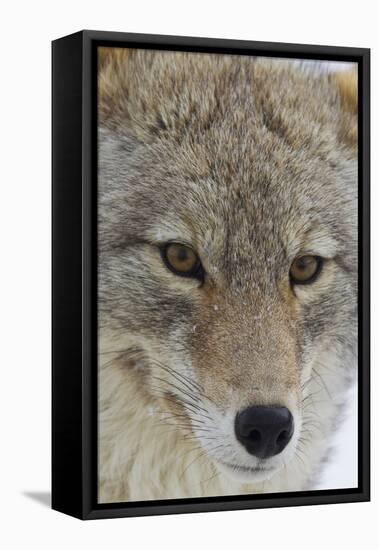 Coyote close-up-Ken Archer-Framed Stretched Canvas