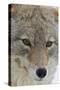 Coyote close-up-Ken Archer-Stretched Canvas