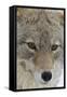 Coyote close-up-Ken Archer-Framed Stretched Canvas